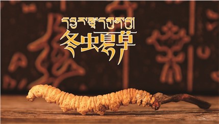 那曲新鮮冬蟲(chóng)夏草什么時(shí)候采挖？